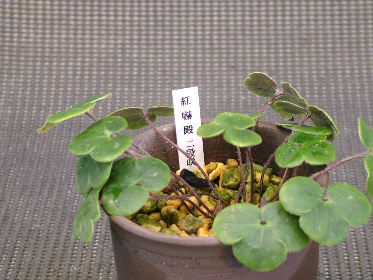 ☆ 雪割草 二段咲 【紅嚇殿】 大1中2芽 ☆