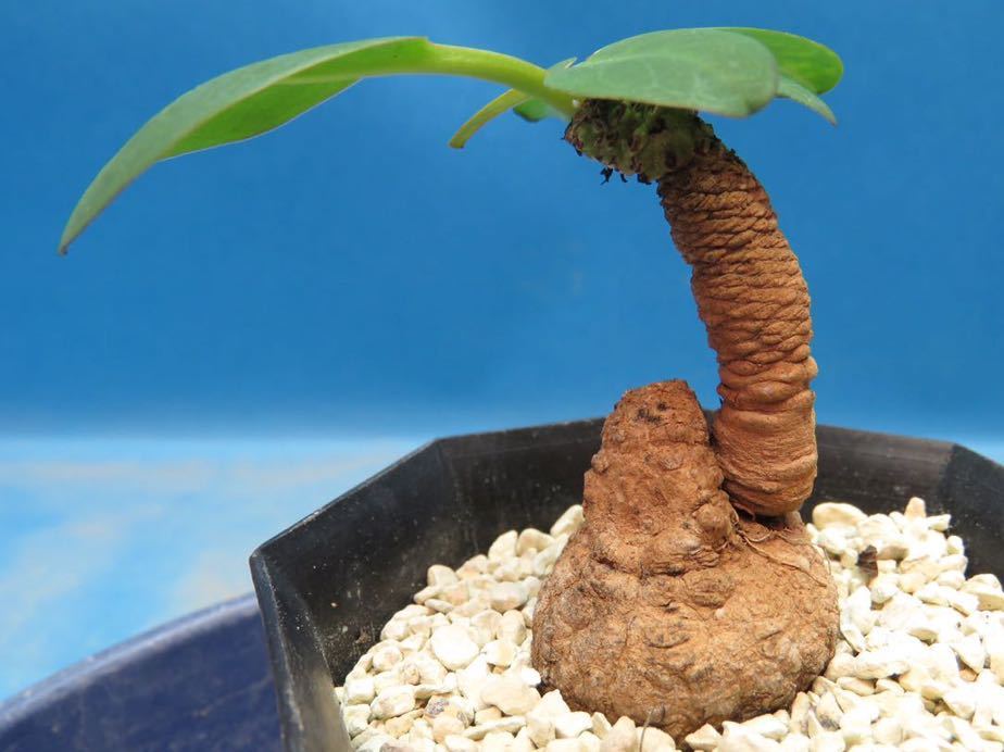 Euphorbia brunellii | - isla pescado del ブルネリ caユーフォルビア 多肉植物 香象承伝19「Euphorbia」01 NPO法人日本多肉植物の会 brunellii-ユーフォルビア・ブルネリ var. rubella Potta植物図鑑