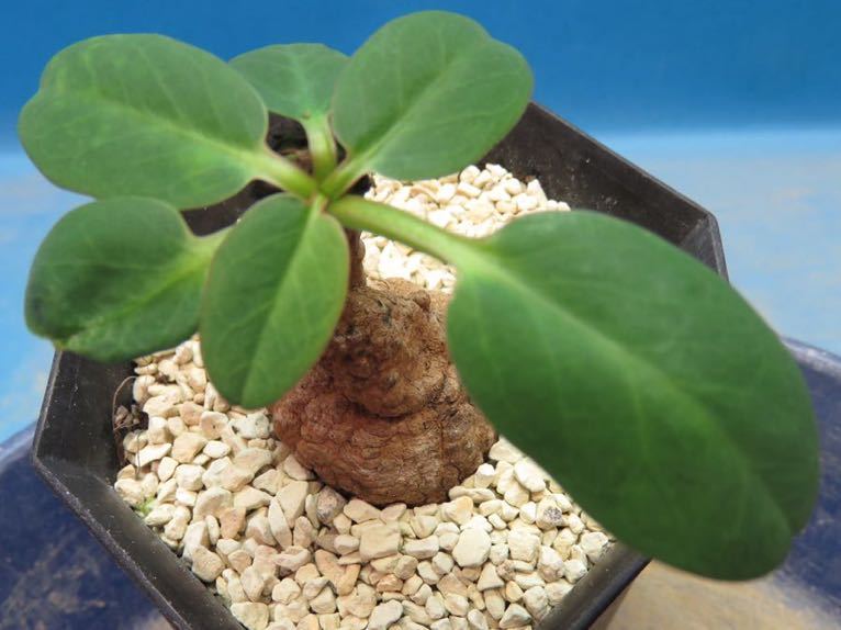 Euphorbia brunellii | - isla pescado del ブルネリ caユーフォルビア 多肉植物 香象承伝19「Euphorbia」01 NPO法人日本多肉植物の会 brunellii-ユーフォルビア・ブルネリ var. rubella Potta植物図鑑