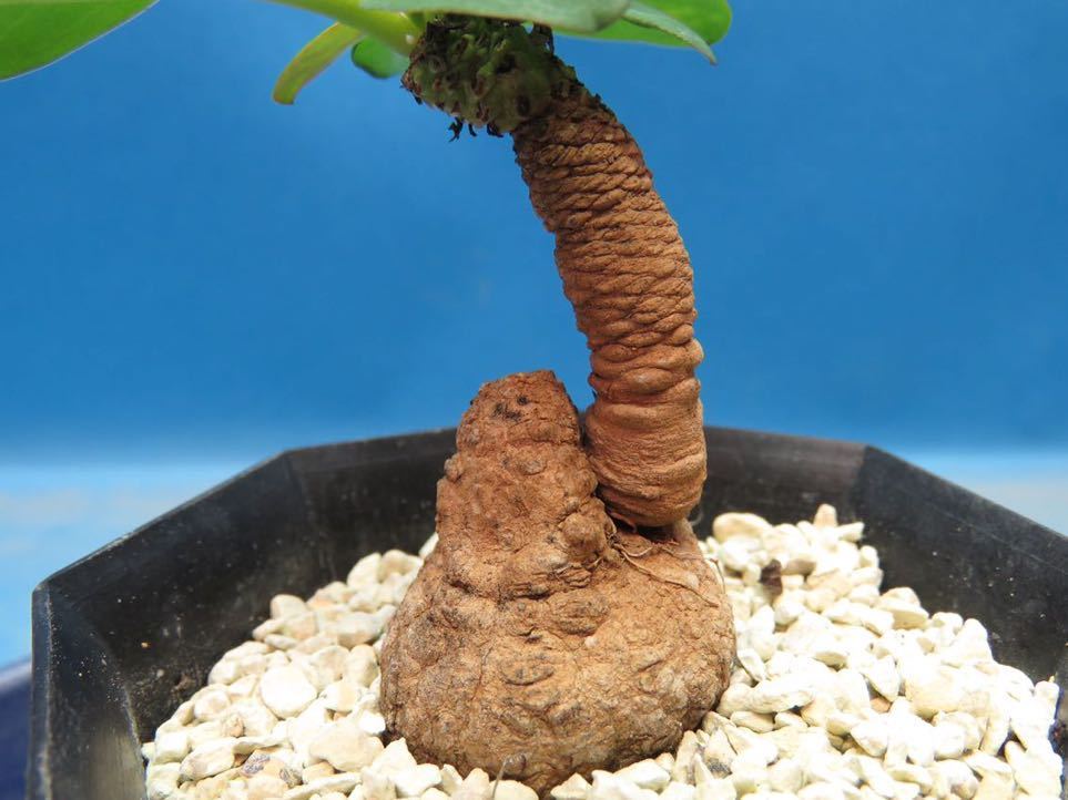 Euphorbia brunellii | - isla pescado del ブルネリ caユーフォルビア 多肉植物 香象承伝19「Euphorbia」01 NPO法人日本多肉植物の会 brunellii-ユーフォルビア・ブルネリ var. rubella Potta植物図鑑