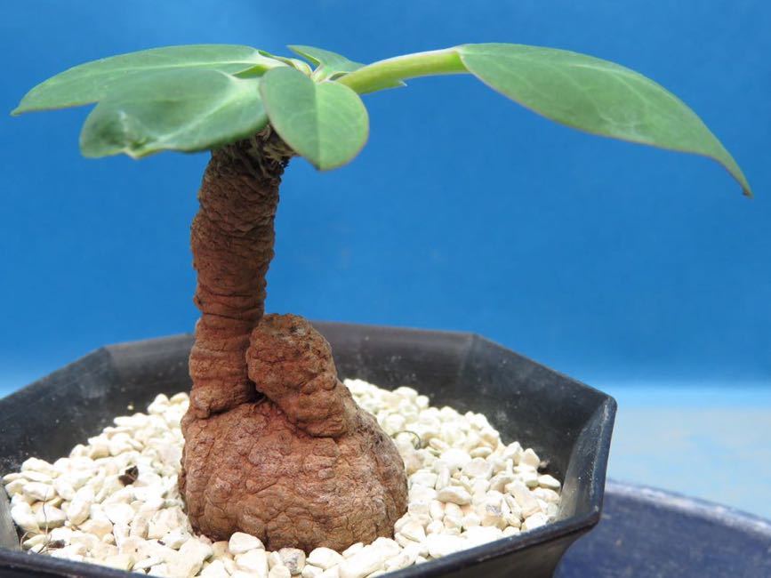 Euphorbia brunellii | - isla pescado del ブルネリ caユーフォルビア 多肉植物 香象承伝19「Euphorbia」01 NPO法人日本多肉植物の会 brunellii-ユーフォルビア・ブルネリ var. rubella Potta植物図鑑