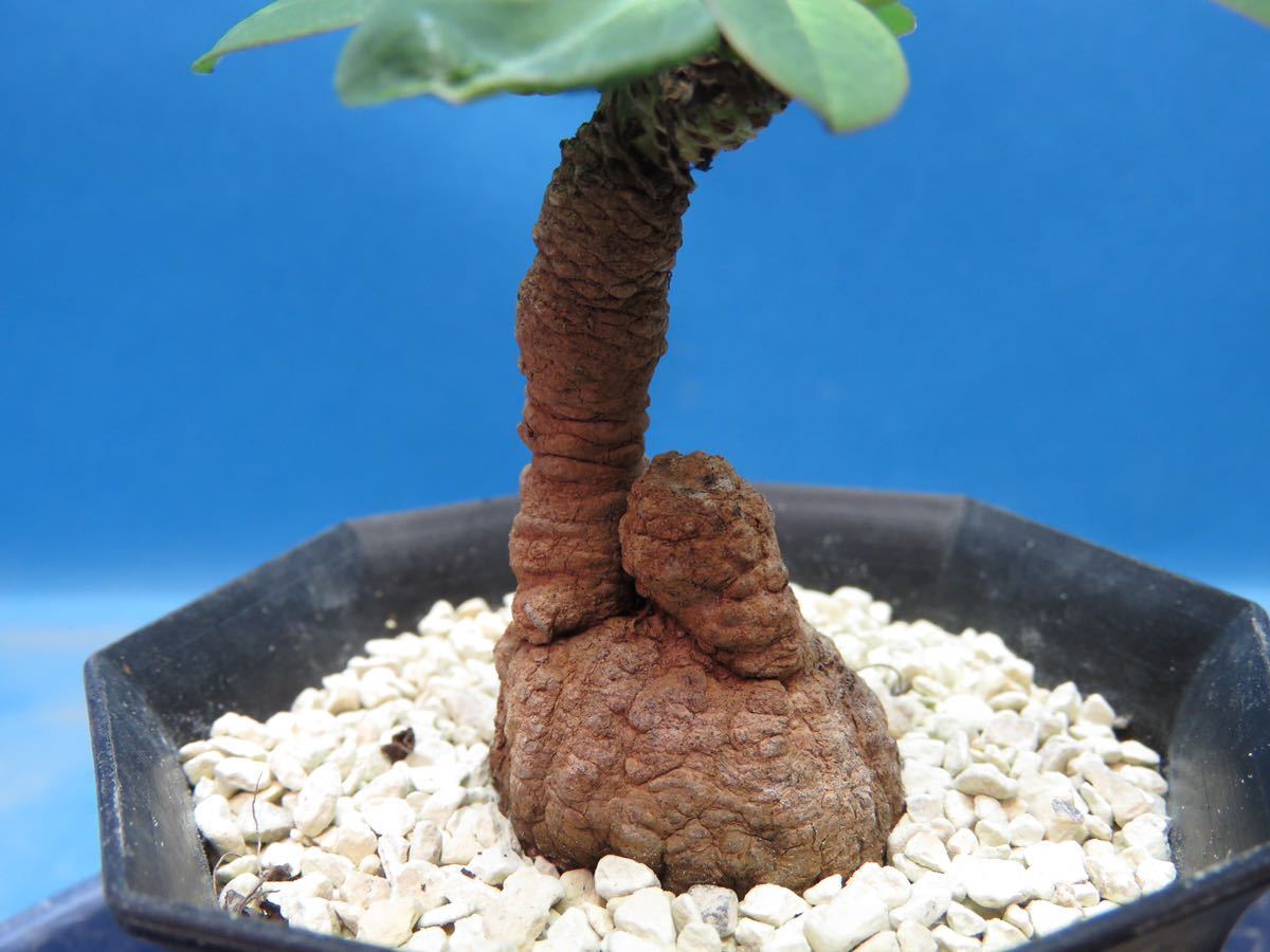 Euphorbia brunellii | - isla pescado del ブルネリ caユーフォルビア 多肉植物 香象承伝19「Euphorbia」01 NPO法人日本多肉植物の会 brunellii-ユーフォルビア・ブルネリ var. rubella Potta植物図鑑