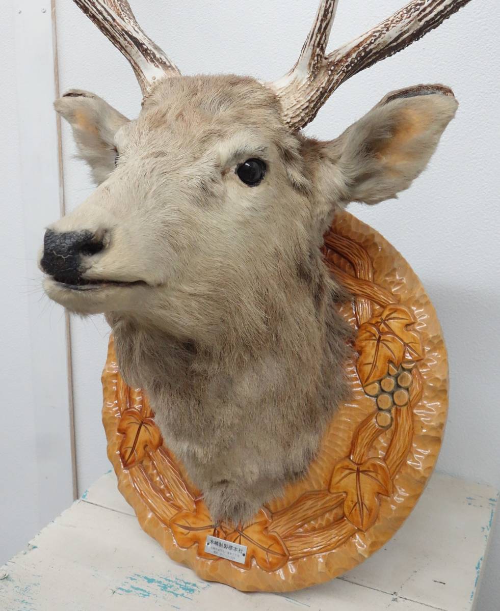 時代 展示 鑑賞 学術研究 ＊鹿頭 剥製 動物標本 ＊木彫り台座 ＊札幌 