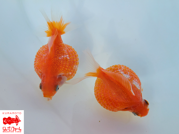 ★らん弐ちゃんファーム★│668│　国産・良血統・ピンポンパール当歳魚　更紗　約7.5cm　2匹セット