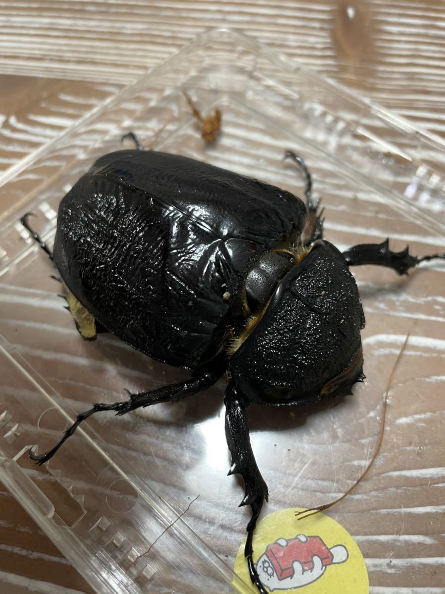 マルスゾウカブト ☆新成虫☆マルスゾウカブト♂115ミリ♀75ミリペア