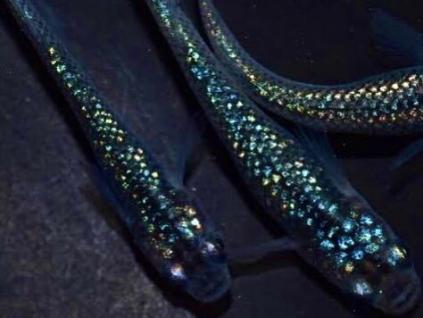 晴天メダカ 本家様血統 黒 ラメ サファイア メダカ 卵 有精卵個 A 背鰭あり F4と5 めだか 売買されたオークション情報 Yahooの商品情報をアーカイブ公開 オークファン Aucfan Com