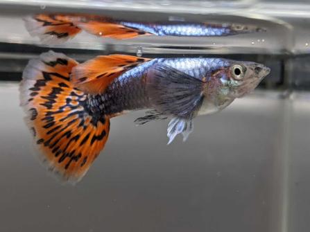 グッピー太郎 国産グッピー プラチナモザイクダンボ 2ペア おまけ1ペア グッピー 売買されたオークション情報 Yahooの商品情報をアーカイブ公開 オークファン Aucfan Com