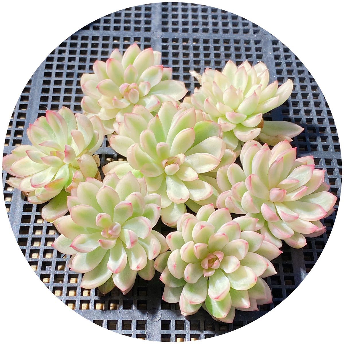 77 まとめ売り 女雛錦 エケベリア 多肉植物 錦 苗 売買されたオークション情報 Yahooの商品情報をアーカイブ公開 オークファン Aucfan Com