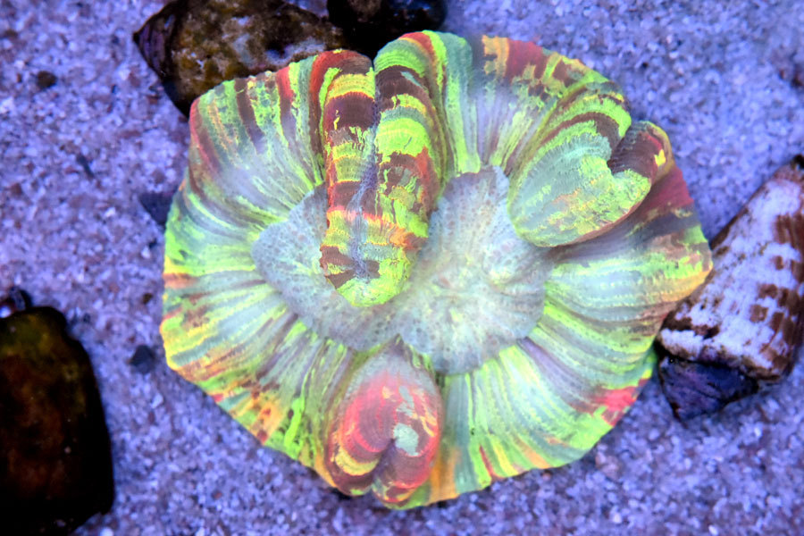 1円土スタートサンゴ 超キレイ ブレインコーラルトランスペアレンシーカラー 海水魚 売買されたオークション情報 Yahooの商品情報をアーカイブ公開 オークファン Aucfan Com