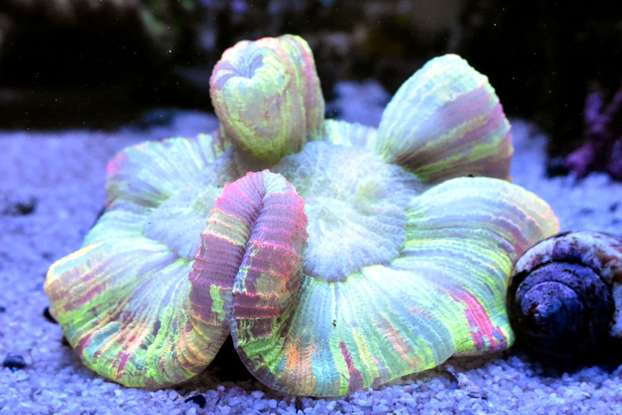 1円土スタートサンゴ 超キレイ ブレインコーラルトランスペアレンシーカラー 海水魚 売買されたオークション情報 Yahooの商品情報をアーカイブ公開 オークファン Aucfan Com