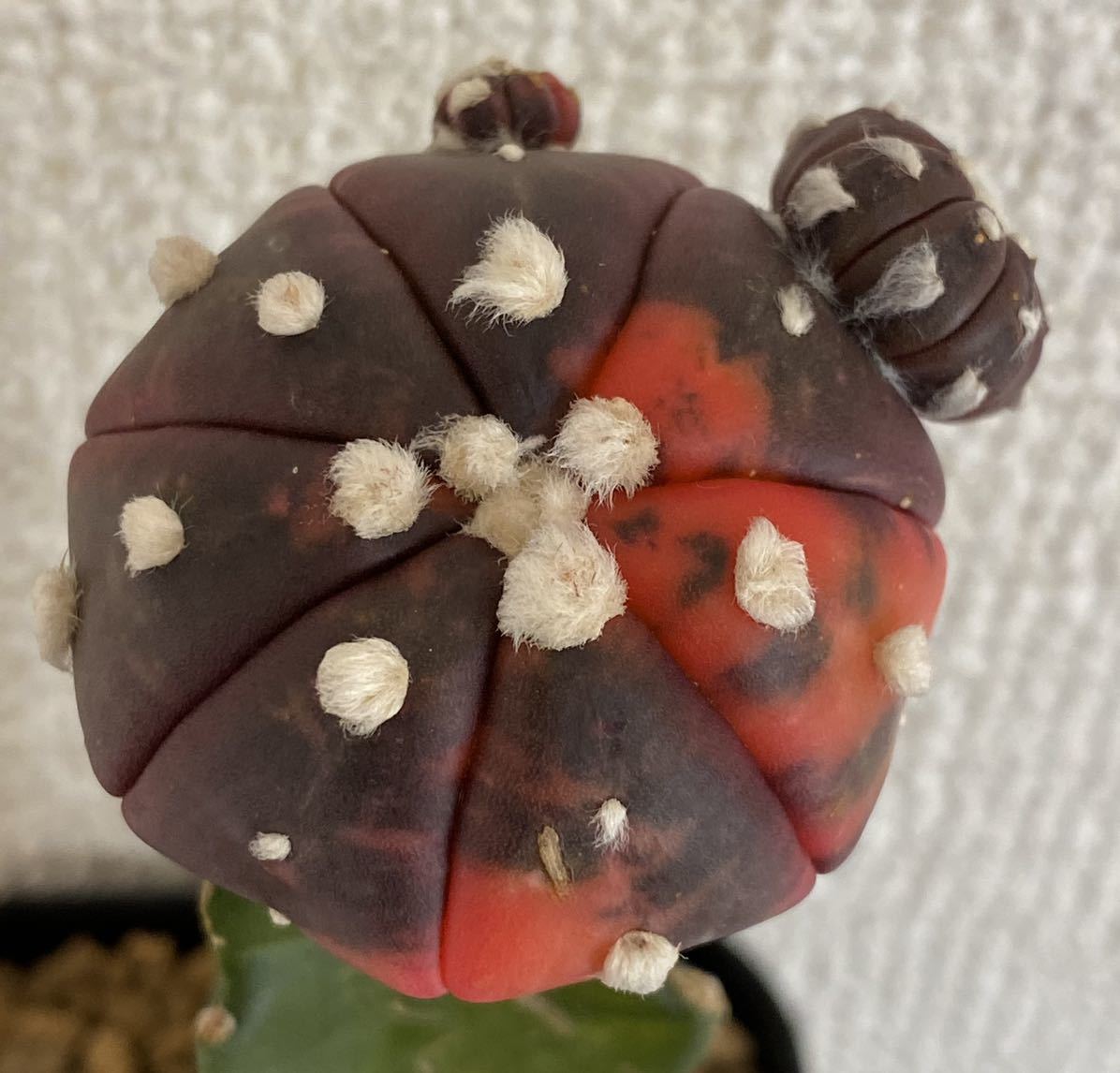 多肉植物 サボテン 赤斑兜 黒兜 兜錦 兜 2 サボテン 売買されたオークション情報 Yahooの商品情報をアーカイブ公開 オークファン Aucfan Com