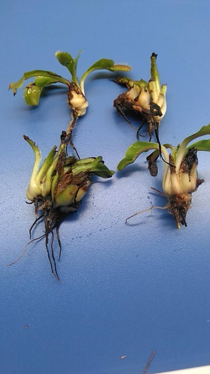 食虫植物 ハエトリソウ 普通種 エレクタタイプ デオネア ハエトリグサ 特大球根 特大株 観葉植物 売買されたオークション情報 Yahooの商品情報をアーカイブ公開 オークファン Aucfan Com