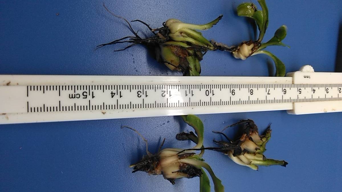 食虫植物 ハエトリソウ 普通種 エレクタタイプ デオネア ハエトリグサ 特大球根 特大株 観葉植物 売買されたオークション情報 Yahooの商品情報をアーカイブ公開 オークファン Aucfan Com