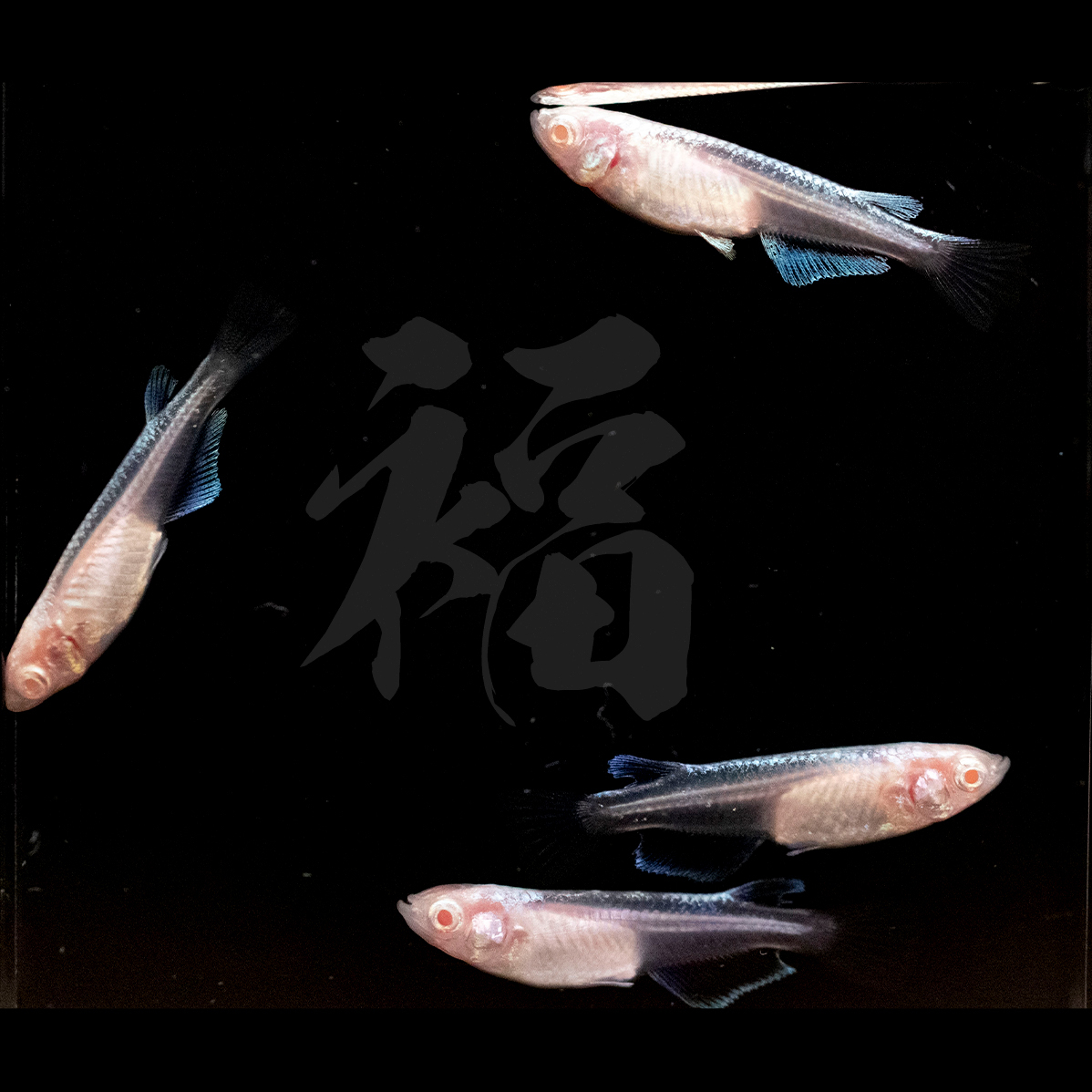 極上 王妃 現物2ペア 2 2 本家垂水氏 夢中めだか様血統 福メダカ U1 めだか 売買されたオークション情報 Yahooの商品情報をアーカイブ公開 オークファン Aucfan Com