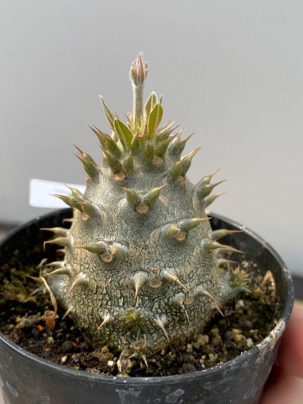 ヒ132 塊根植物 実生 パキポディウム グラキリス ホロンベンセ 棘折れやすい 種から発芽 有望株 コーデックス Pachypodium 観葉植物 売買されたオークション情報 Yahooの商品情報をアーカイブ公開 オークファン Aucfan Com