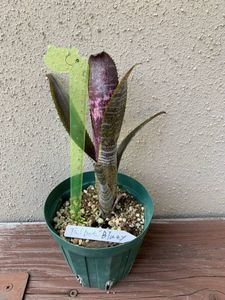 る*た様 Billbergia 3株セット Bill.berry blast【artPLANTs/PLANTS GARAGE 】ビルベルギア