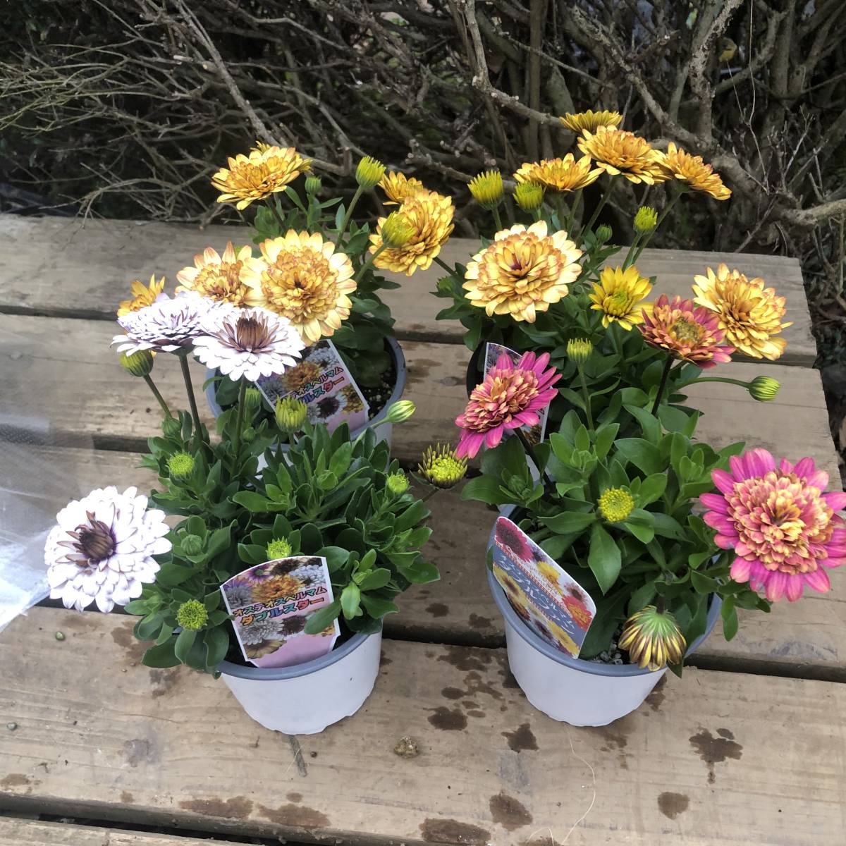 プレミアムガーデニング オステオスペルマム ダブルファン ダブルスター ４号ミックス４鉢セット 苗 売買されたオークション情報 Yahooの商品情報をアーカイブ公開 オークファン Aucfan Com