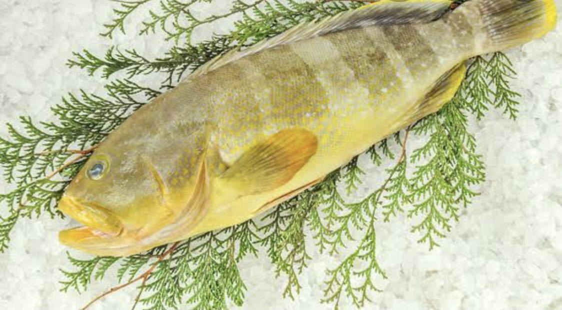 アオハタ 特大 3匹で、3.9キロ(追加購入可能)送料一律 鮮度抜群 愛媛県豊後水道産漁師直送 他鮮魚アリ! 冷凍発送 絶品