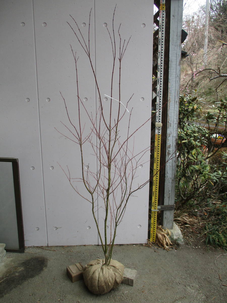 苗木・植木 イロハモミジ 株立ち 樹高1.6m