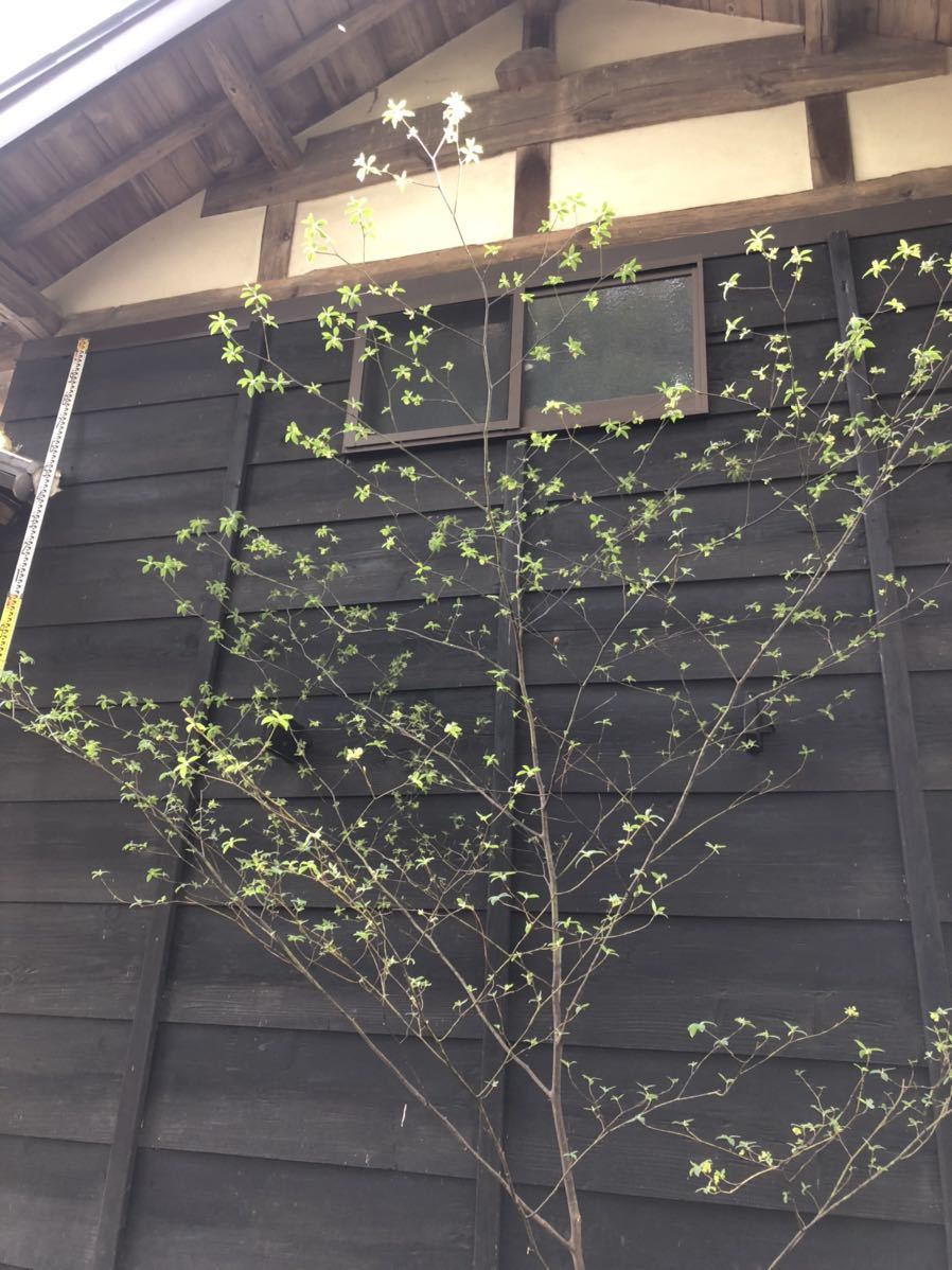 山採り天然 クロモジ3本立ち 2 山採り天然クロモジ本株立ち19 【