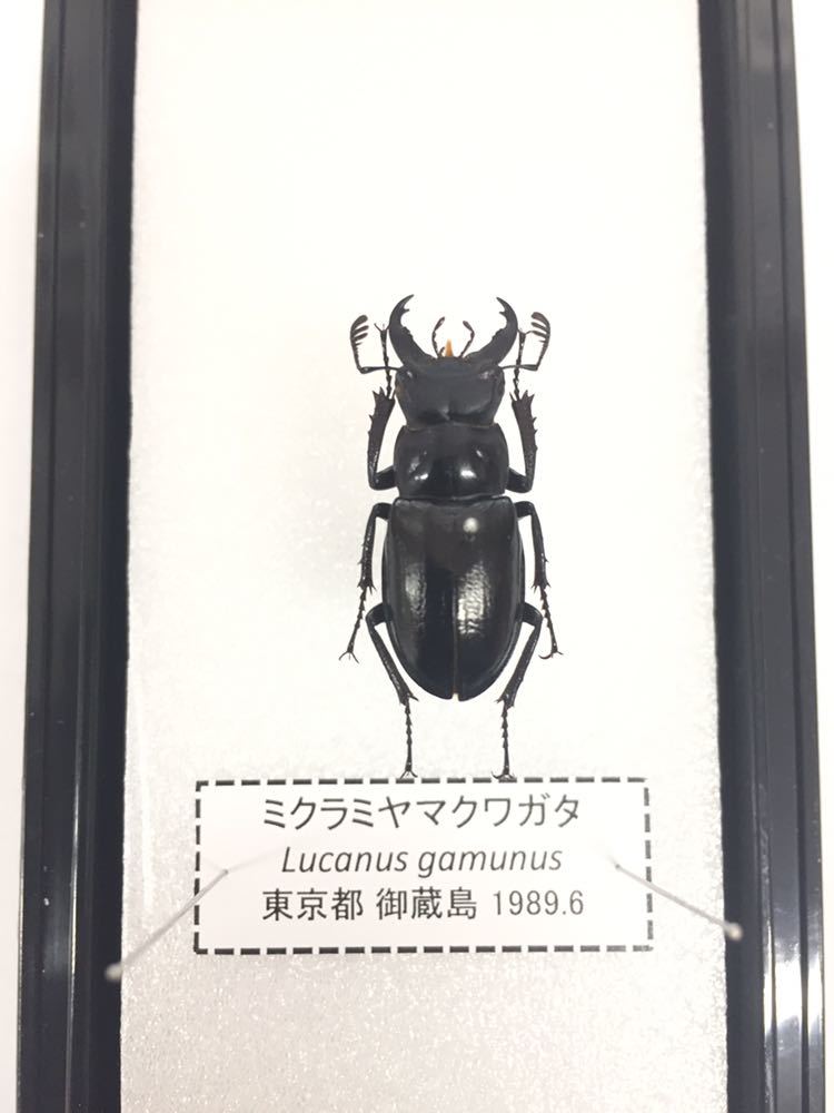 展足済】ミクラミヤマクワガタ 26㎜【標本】 | REDIGUANA.COM