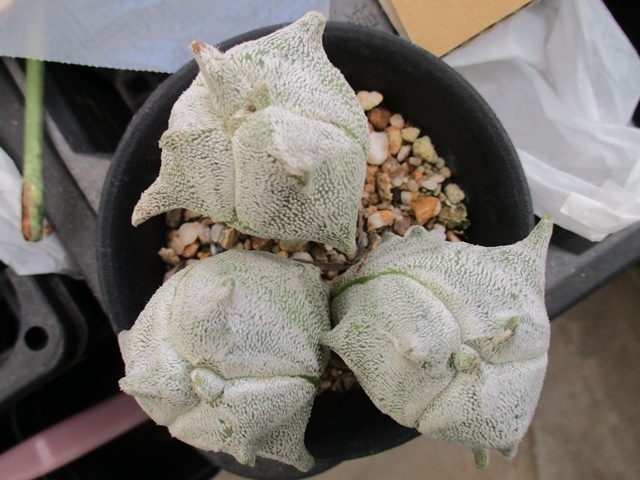 Conophytum pageae コノフィツム - PV1380B 0 (PV1380) #1439.01 Heads