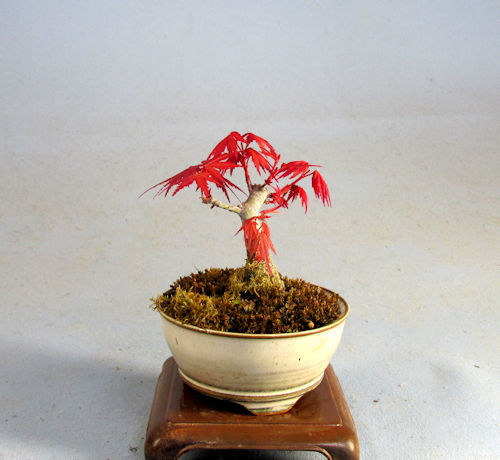 出猩々もみじ 幹模様 コケ順良い ミニ盆栽 楓 かえで 売買されたオークション情報 Yahooの商品情報をアーカイブ公開 オークファン Aucfan Com