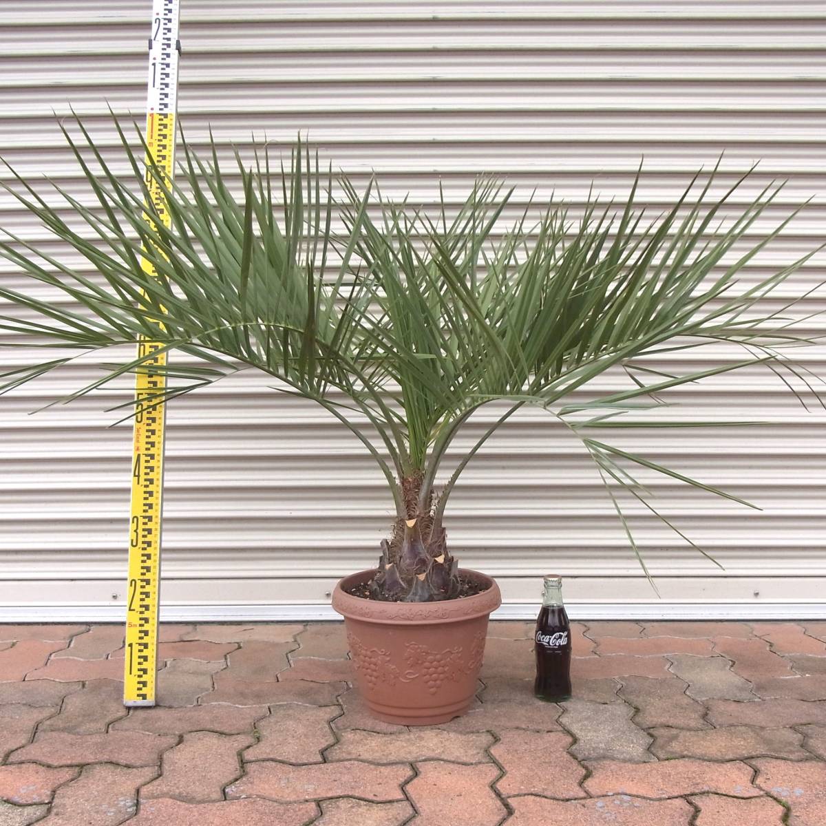 観葉植物 | 10号 ココヤシ 付き ブリティッシュキューブ ココスヤシ 