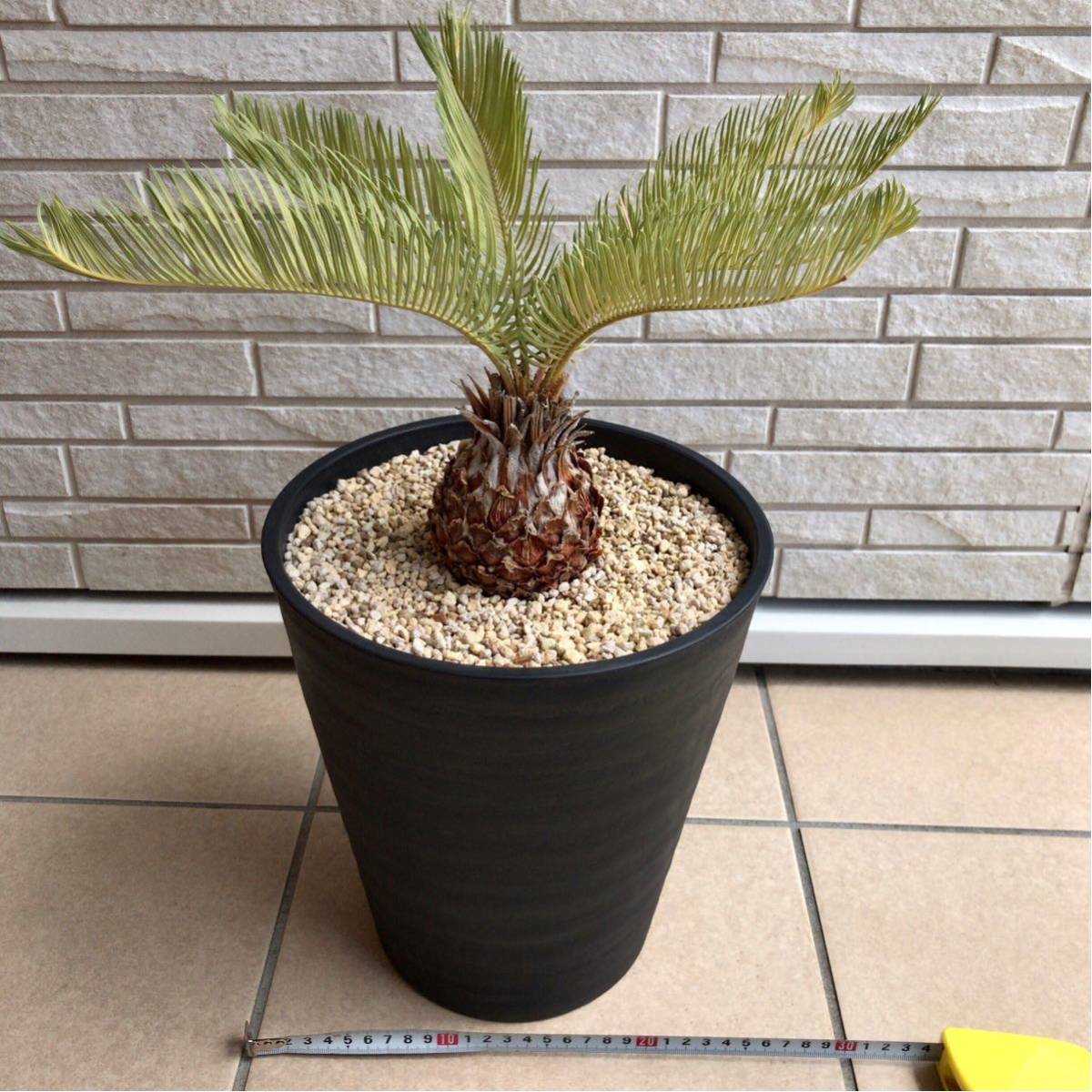 ☆カイルンシアナ☆ サイカス cycas cairnsiana 美株 サイカス 
