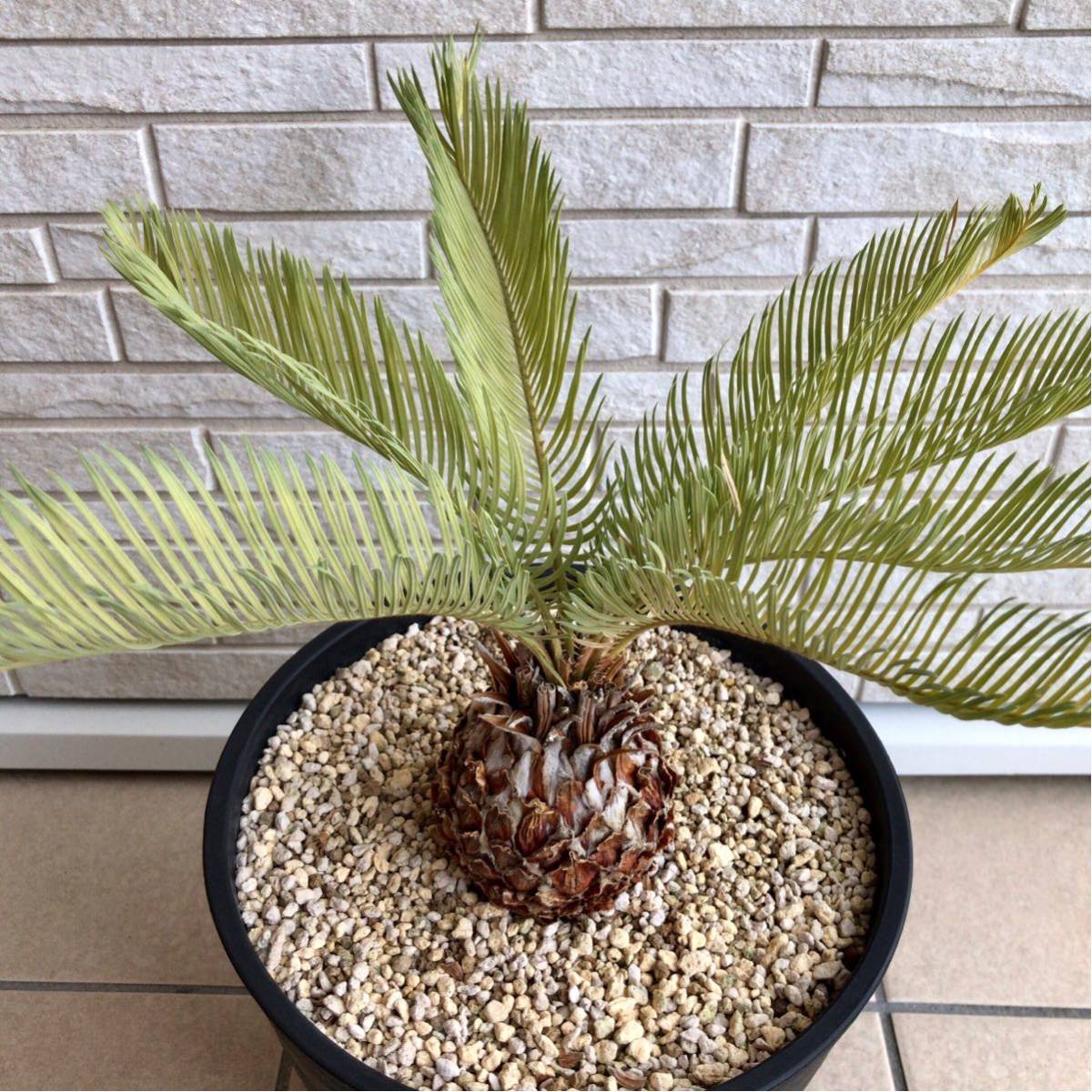 サイカス Cycas cairnsiana カイルンシアナ ブルー 販売店 サイカス 