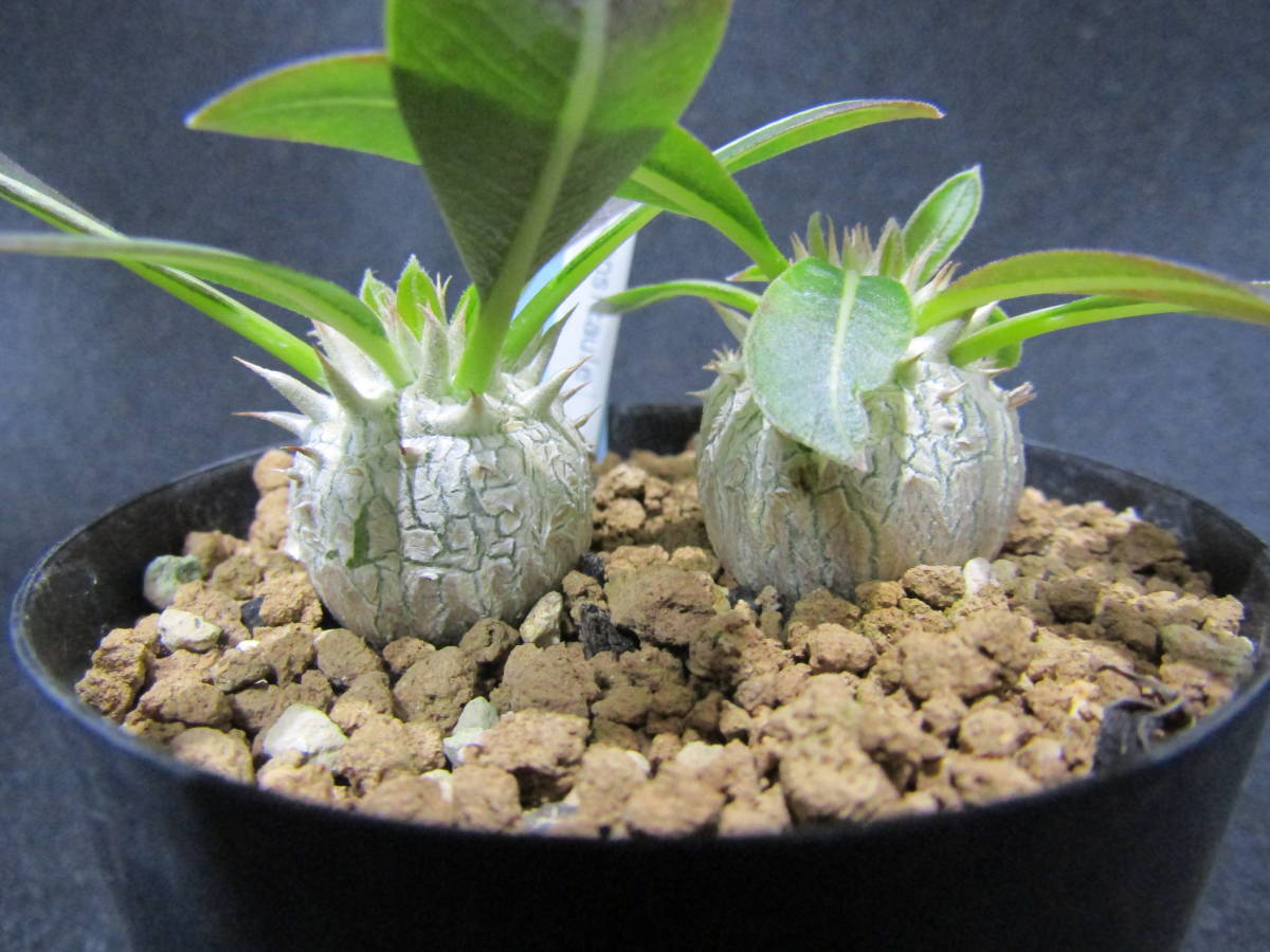 ツ158 【現地株・塊根植物】コミフォラ エミニー【最新到着株・・抜き 