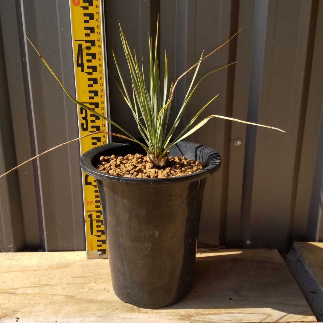 AL1158ユッカ ロストラータ 強シルバーブルー 超美形 感動個体 EDG