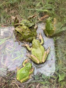 アマガエルのヤフオク の相場 価格を見る ヤフオク のアマガエルのオークション売買情報は316件が掲載されています