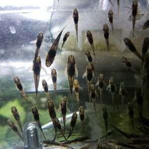 オトシンネグロの平均価格は4 303円 ヤフオク 等のオトシンネグロのオークション売買情報は40件が掲載されています