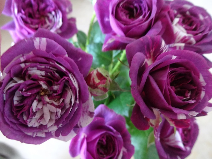 センテッドジュエル 希少薔薇 切り花品種 大苗 ☆バラ苗 センティッド