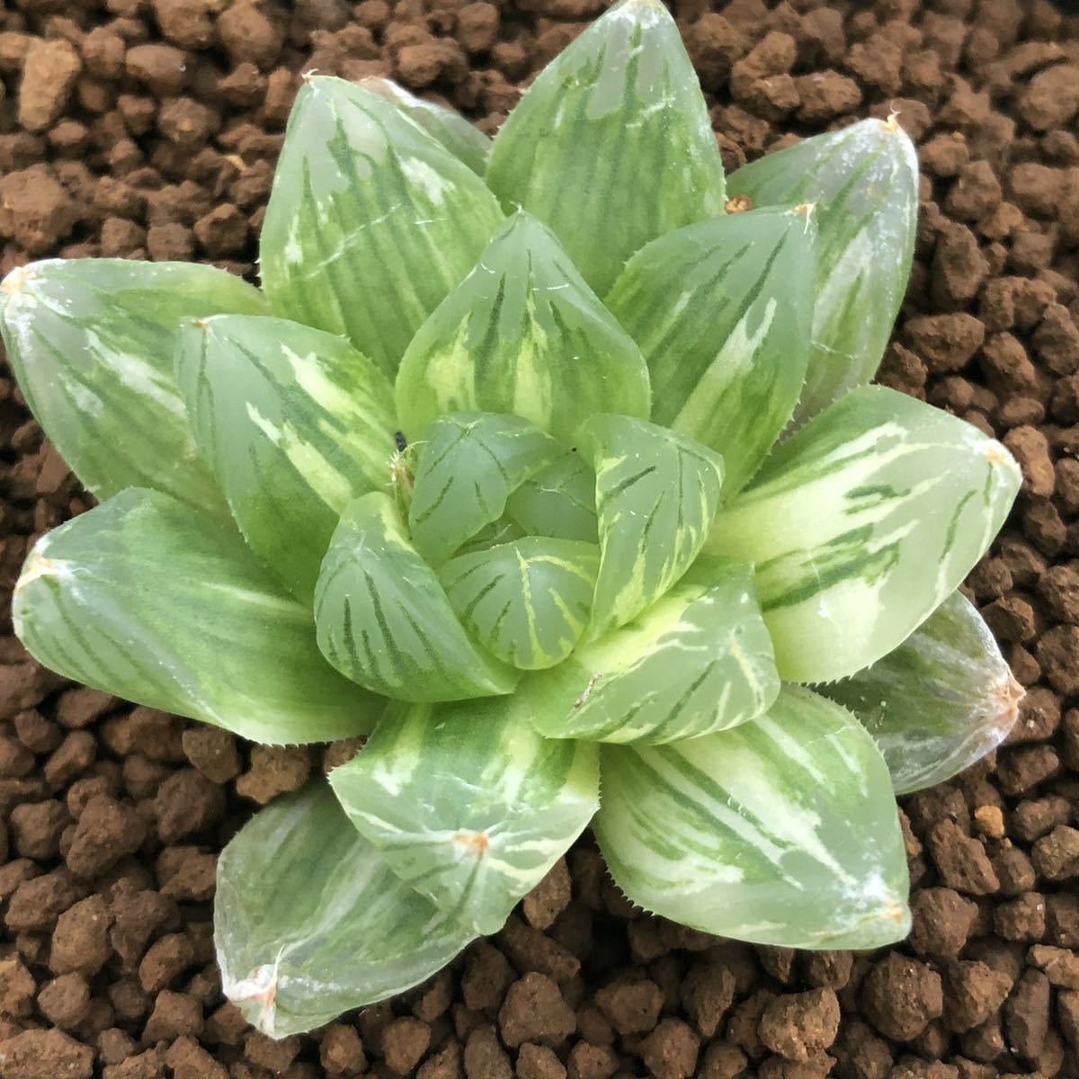 多肉植物 ハオルチア オブツーサ錦 花火 サボテン 売買されたオークション情報 Yahooの商品情報をアーカイブ公開 オークファン Aucfan Com