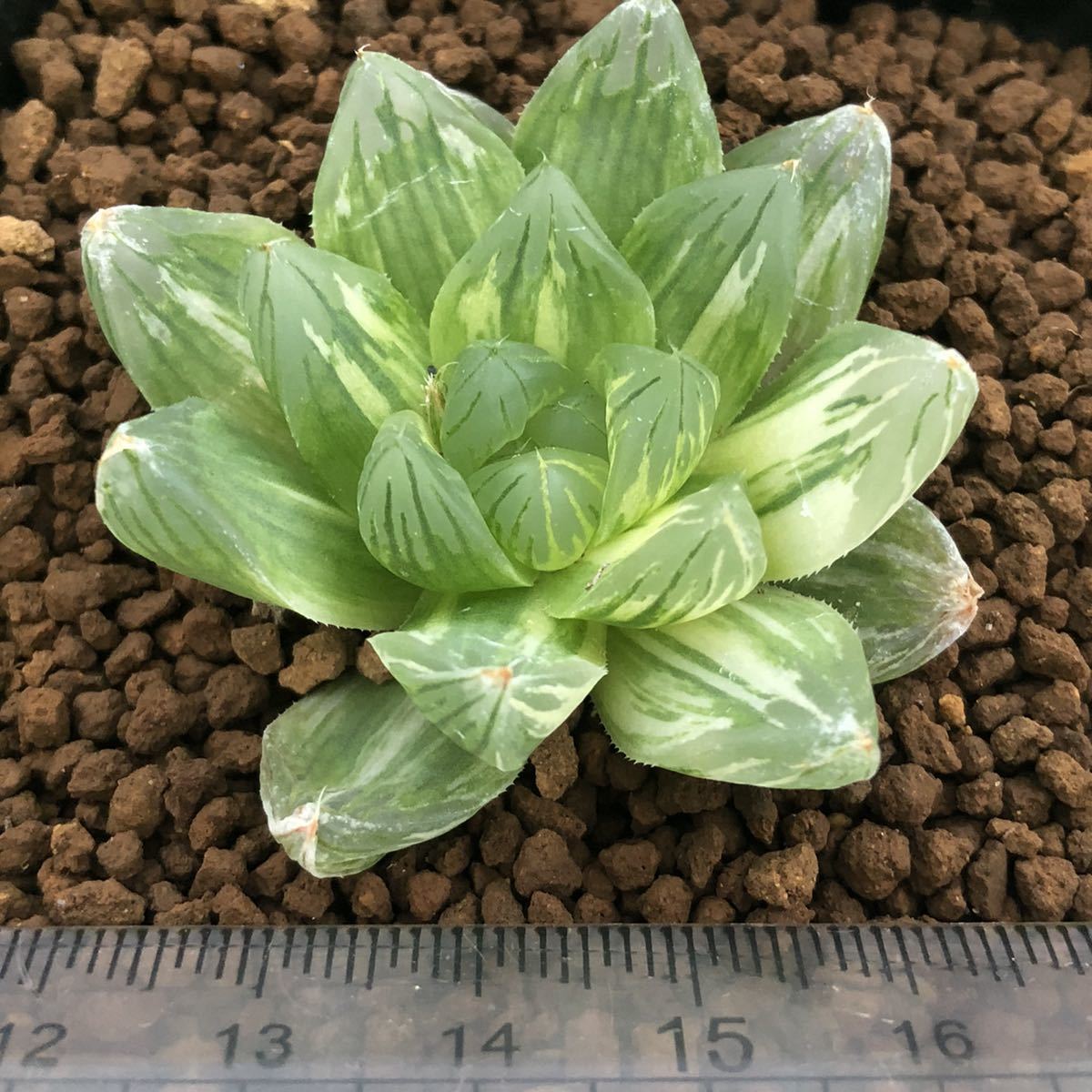 多肉植物 ハオルチア オブツーサ錦 花火 サボテン 売買されたオークション情報 Yahooの商品情報をアーカイブ公開 オークファン Aucfan Com