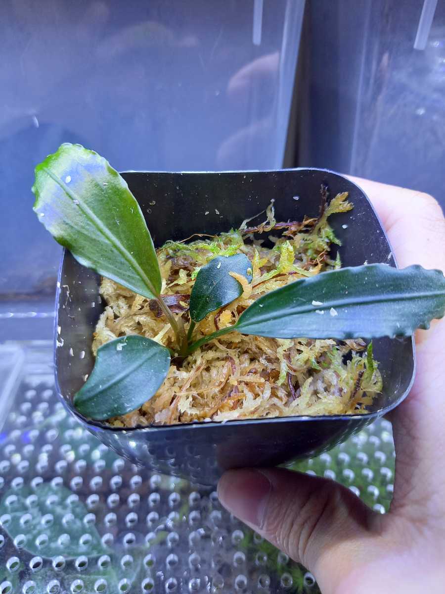 TB便】ブセファランドラ sp. パールグレイ Bucephalandra pearl gray
