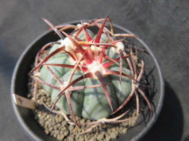 サボテン・多肉植物＞ 特選 太平丸（脇坂系）④ 『サボテン』エキノ