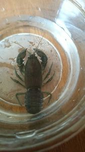 ニホンザリガニの平均価格は31 767円 ヤフオク 等のニホンザリガニのオークション売買情報は92件が掲載されています