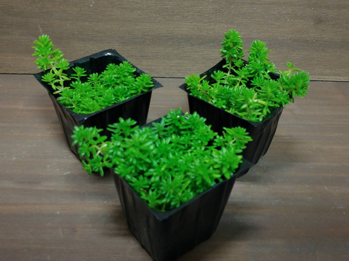 多肉植物 セダム 細葉万年草 グリーンカーペット プラグ苗 サボテン 売買されたオークション情報 Yahooの商品情報をアーカイブ公開 オークファン Aucfan Com