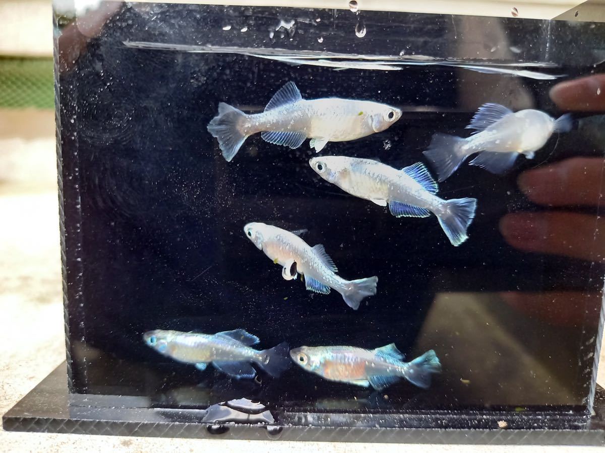 【筑後メダカ様血統】ドラゴンブルー 3ペア　現物出品_1