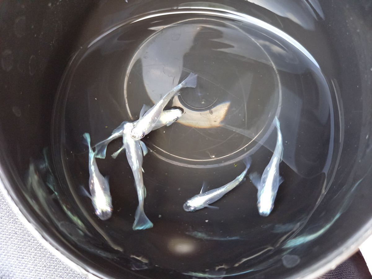 【筑後メダカ様血統】ドラゴンブルー 3ペア　現物出品_10