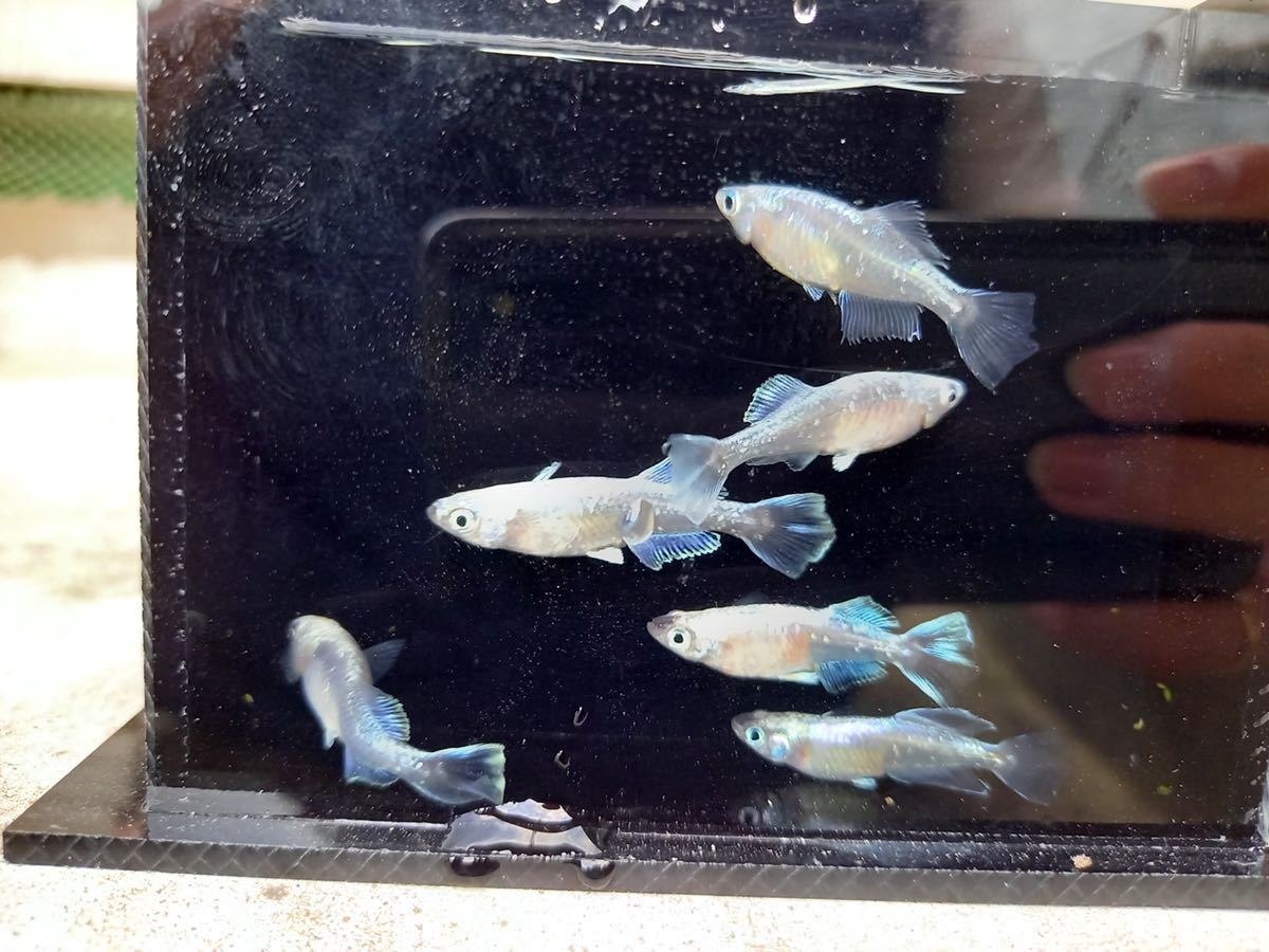 【筑後メダカ様血統】ドラゴンブルー 3ペア　現物出品_2