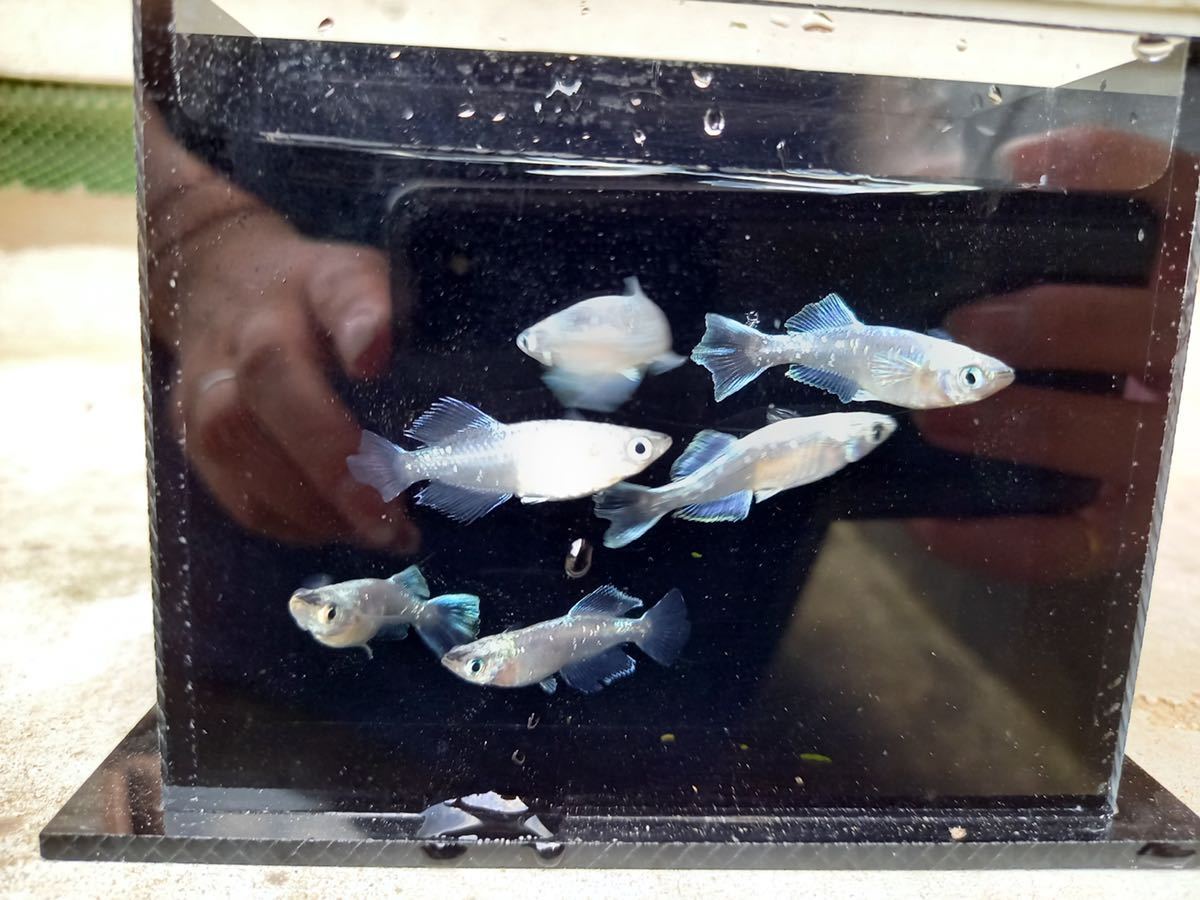 【筑後メダカ様血統】ドラゴンブルー 3ペア　現物出品_3