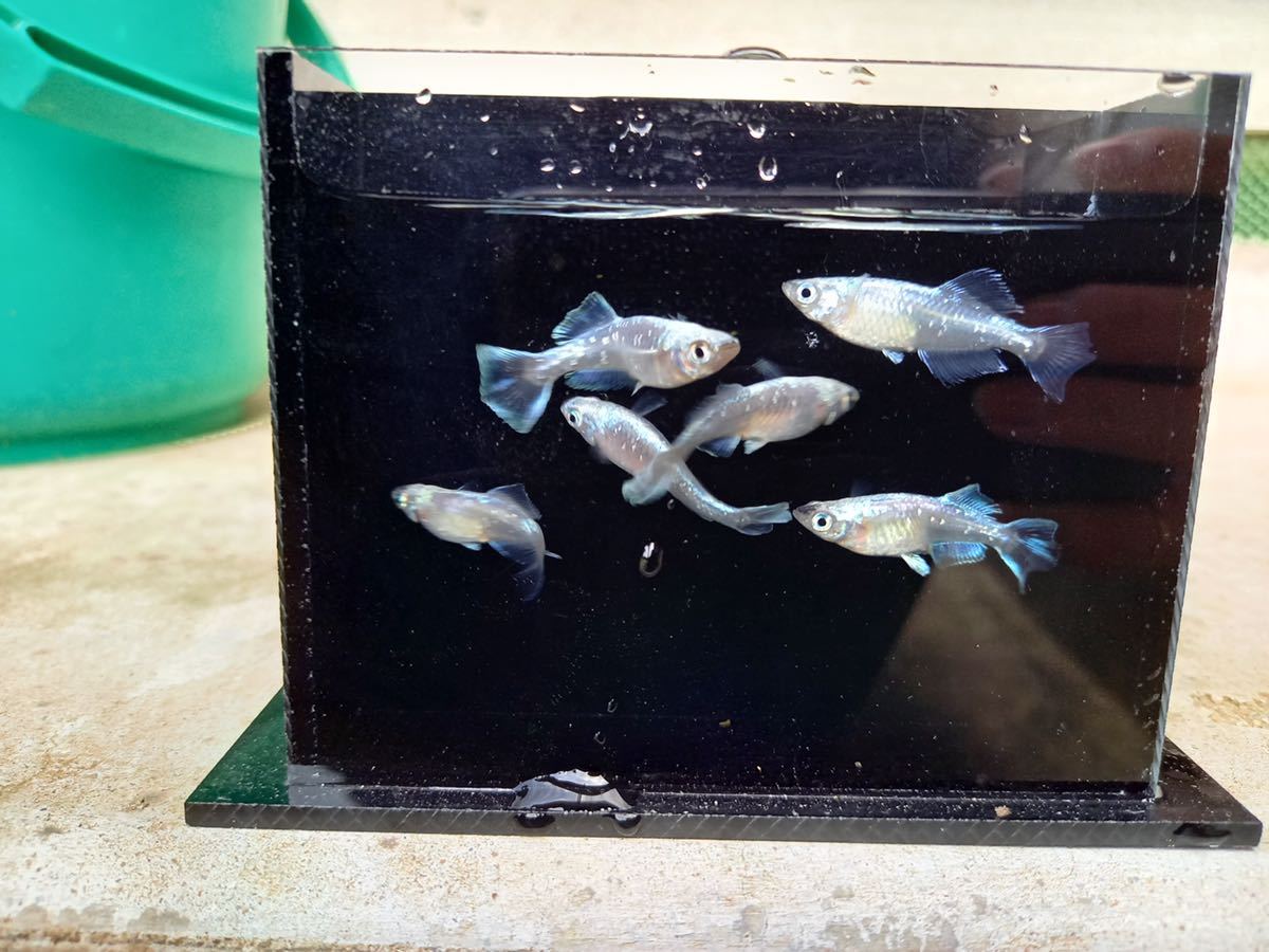 【筑後メダカ様血統】ドラゴンブルー 3ペア　現物出品_4