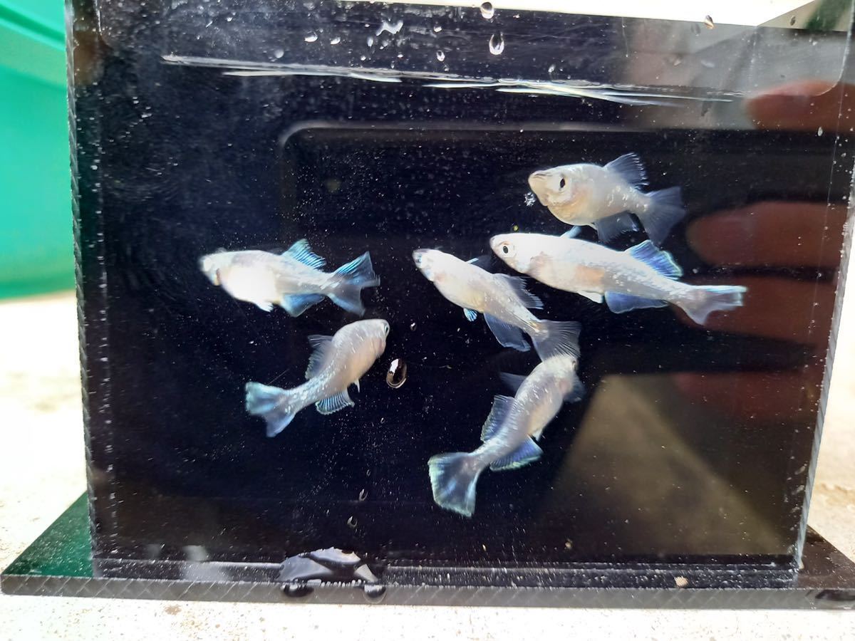 【筑後メダカ様血統】ドラゴンブルー 3ペア　現物出品_5