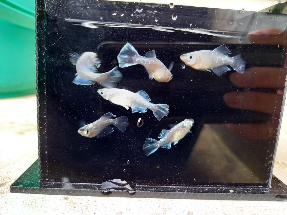 【筑後メダカ様血統】ドラゴンブルー 3ペア　現物出品_6