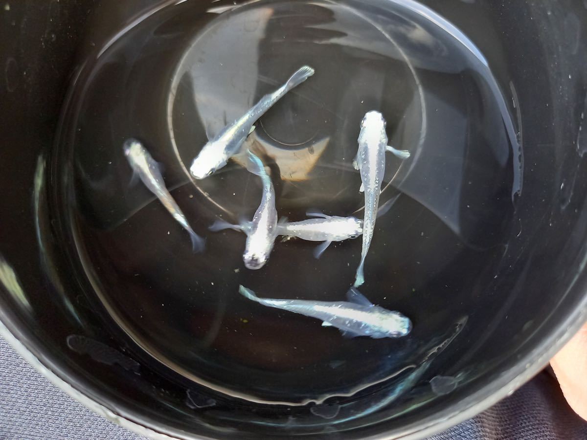 【筑後メダカ様血統】ドラゴンブルー 3ペア　現物出品_7