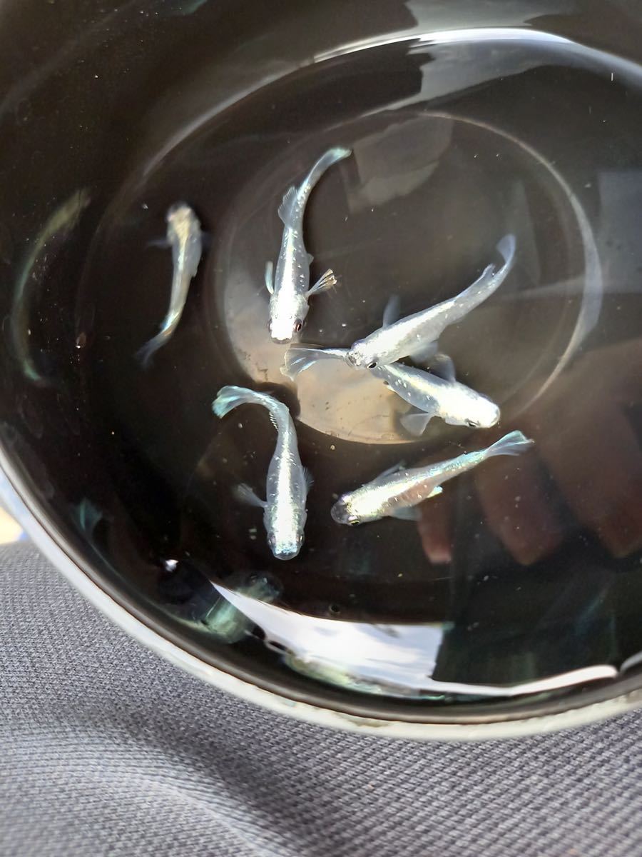 【筑後メダカ様血統】ドラゴンブルー 3ペア　現物出品_8